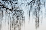 horizon, dividing line of water, sky and tree branches trailing | © pockett dessert, shifting