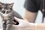 Stress Reported as Major Barrier to Cats Visiting the Vet