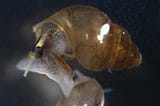 Extreme close-up of a tiny brown snail