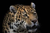 Trump’s Wall Threatens 111 Endangered Species