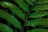 A photo of a thriving tropical plant with bright green leaves covered in dew
