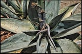 Agave in the garden at the Santo Domingo Cathedral.