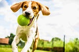10 Benefits of Using a Wireless Dog Fence for Your Pet
