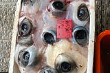 Mambo fish eyeballs, Su-Ao harbor, Taiwan
