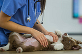 Veterinary Curbside Services