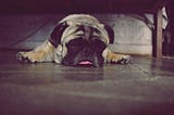 Sleepy pug laying under table.