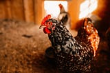 Sustainable Luxury: Reinventing Fashion with Feathers