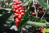 CoffeeCoin Utility Token Succeeds With First Specialty Coffee Project