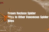 Brown Recluse Spider Bites to Other Venomous Spider