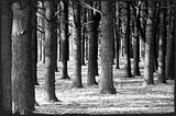 a black and white high-contrast photo of a dense grove of trees