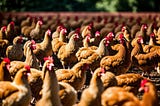 Is Bird Flu the Next Pandemic?