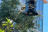 Picture of birds on my new bird feeder. By Jennifer Gardner