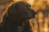 Large black dog with brown eyes, with golden lights as a background.