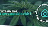 What are Cannabinoids & the Endocannabinoid System?