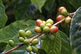 Peaberry Coffee Beans: What They Are and Why They’re Special