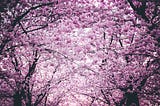 Visualizing Japan cherry blossom season forecast 2018 — doing it all in R