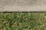 Grass and Concrete