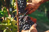 A man cutting grapes with scissors