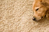 Dogs And Carpets: 4 Tips To Keep Carpets Clean With Dogs