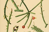 An old botanical illustration of various species of Rhipsalis, a tiny cactus.