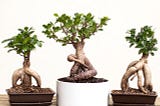 Introducing Some New Plant Possibilities For Your House