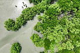 World Biodiversity Day 2025: Restoring Balance Through Conservation