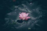 From Muck to Magnificence: Learning from the Lotus