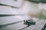 Can Turtles be Taught to Trade?