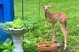 a baby deer standing by potted plants in a yard. There is a blue building off to the side and the grass is growing longer