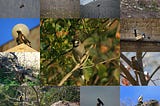 Bird Species Classification in High-Resolution Images