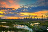 Wetlands and Why They Matter