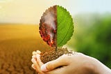 Decarbonizing Healthcare in India : Pioneering Sustainability in Healthcare Infrastructure