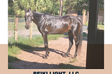 Crystal Reiki: A Horse Story