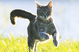 DON’T TAKE IT PERSONALLY WHEN YOUR CAT WANTS TO GO OUTSIDE ~by~ Angela V. Woodhull, Ph.D.