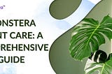 How To Grow and Care for Monstera Plant