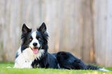 Border Collie Eğitimi ve Özellikleri!