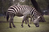 Hoofbeats: Is It A Horse Or Zebra?