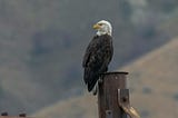 The Eagle on my Outdoor AC Unit