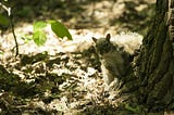 A gray squirrel taking a peek behind a tree.