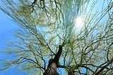 april spring buds on trees, sun, blue skies | © pockett dessert, tree of life