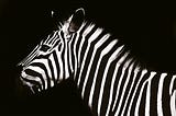 A zebra and its beautiful contrast of black and white stripes