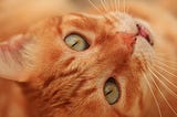 Black Spots on a Cat’s Gums: Should You Be Concerned?