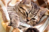 Building a Method to Keep Healthy Kittens Healthy