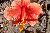 The Resilient Hibiscus of Crenshaw Boulevard