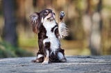 Impressive Tricks to Teach your Dog