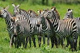 Samarthya | Organizational Updates | The Zebra Story