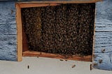 bees living in the wall of a house in san diego
