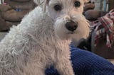 On Pet Loss: Grief Could Really Use a Warning Label
