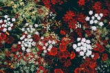 Red and white flowers on the ground — picture taken from above