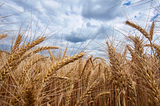 OCT 03. Recess time for grain markets.